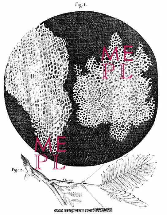 : Hooke's observations of cellular structure of : Hooke's observations of cellular structure of