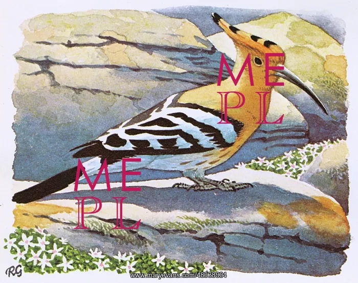 : Hoopoe perched on some rocks : Hoopoe perched on some rocks