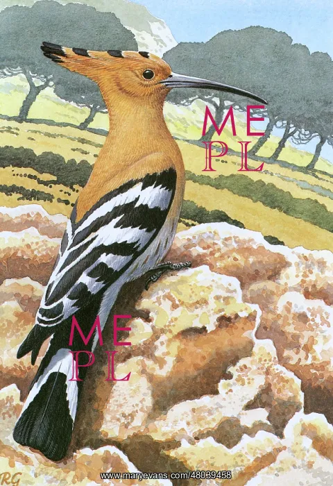 : Hoopoe perched on a rock, in the background is a hillside with a sparse covering of trees : Hoopoe perched on a rock, in the background is a hillside with a sparse covering of trees