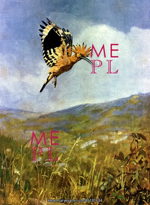 : Hoopoe bird in flight : Hoopoe bird in flight