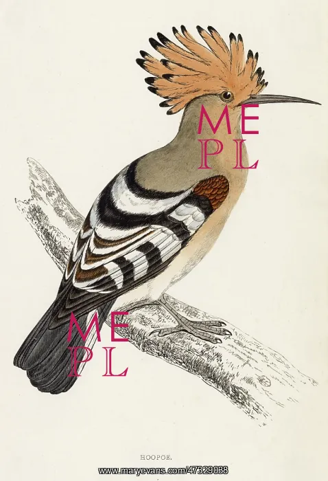 : HOOPOE (MORRIS) : HOOPOE (MORRIS)