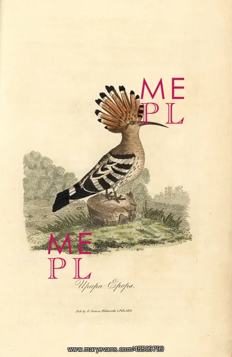 : Hoopoe, Upupa epops : Hoopoe, Upupa epops