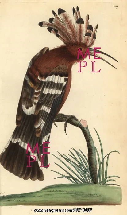 : Hoopoe, Upupa epops : Hoopoe, Upupa epops