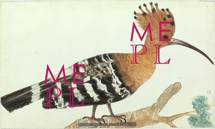 : Hoopoe, Upupa epops : Hoopoe, Upupa epops