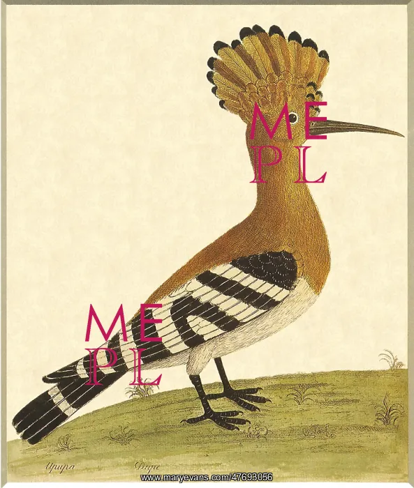  : Hoopoe, Upupa epops