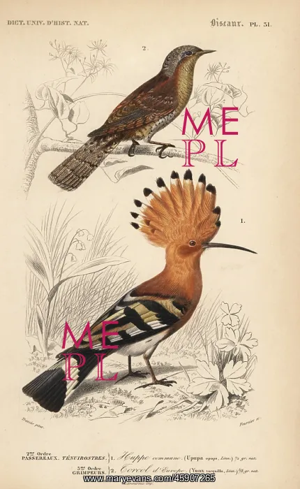 : Hoopoe, Upupa epops, and Eurasian wryneck, Jynx torquilla : Hoopoe, Upupa epops, and Eurasian wryneck, Jynx torquilla