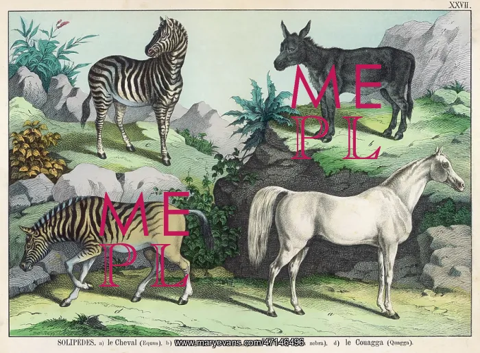 : Four hooved animals : Four hooved animals