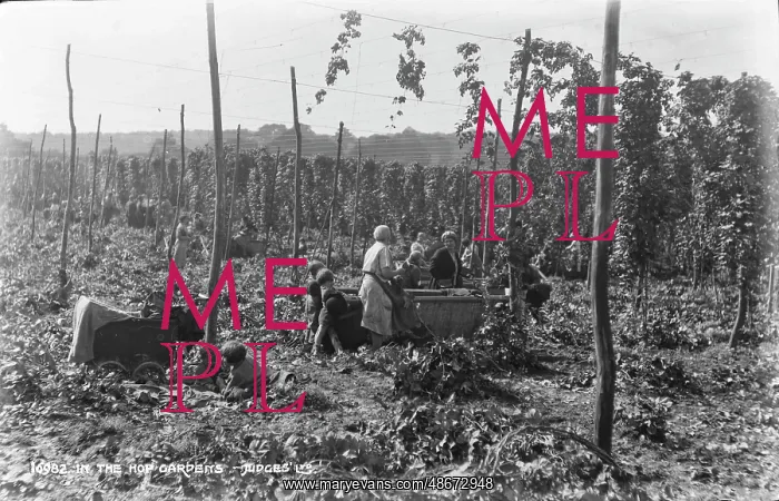 : In the Hop Gardens : In the Hop Gardens