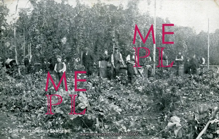  : Hop Gardens, Kent