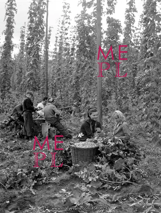 : Hop harvest : Hop harvest