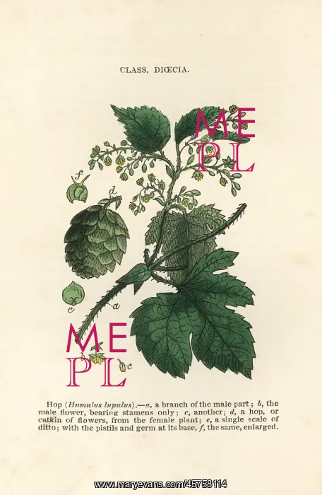 : Hop, Humulus lupulus : Hop, Humulus lupulus