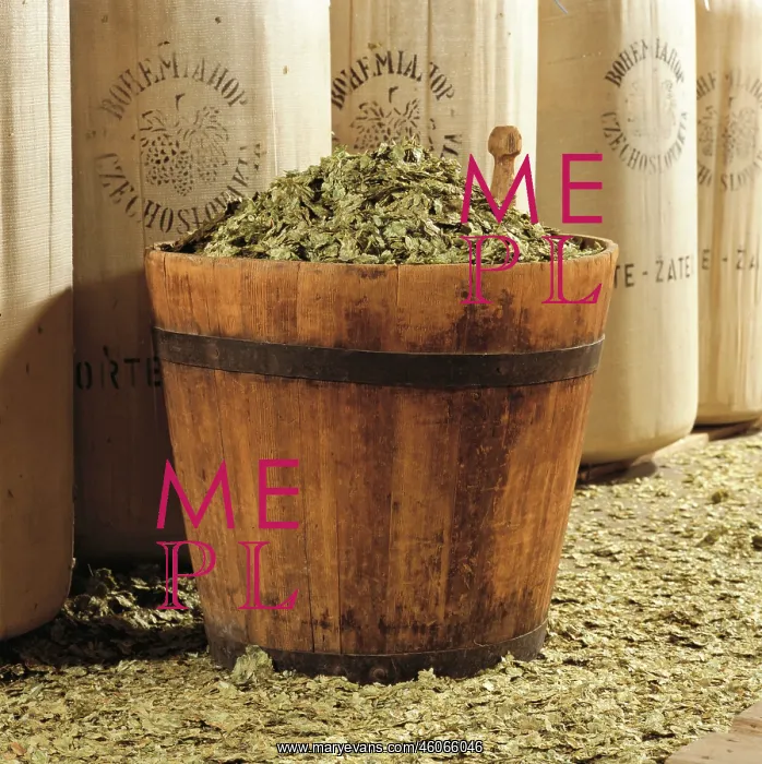: Hop in the Ottakringer Brewery : Hop in the Ottakringer Brewery