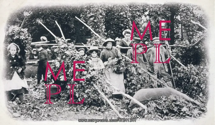  : HOP PICKERS 1900