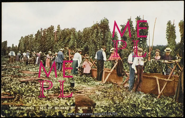  : HOP PICKERS AT WORK