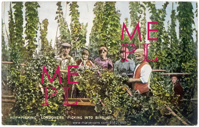  : HOP PICKING INTO BINS