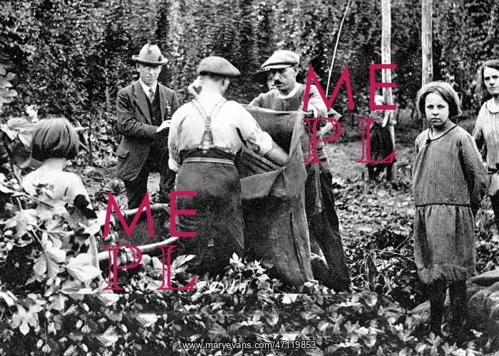  : Hop Picking early 1900s