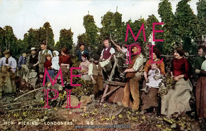 : Hop Picking, Kent : Hop Picking, Kent