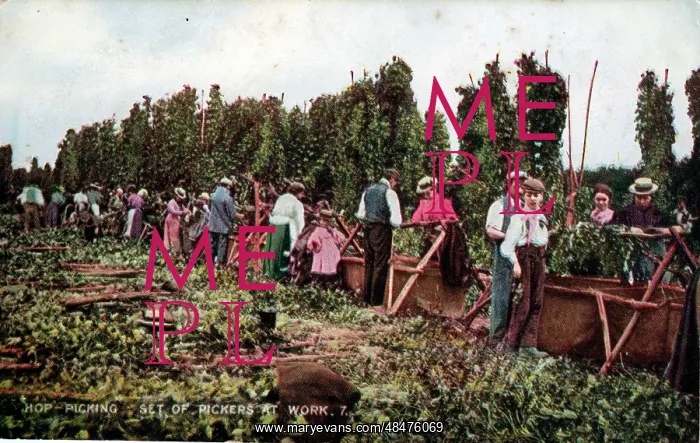 : Hop Picking, Kent : Hop Picking, Kent