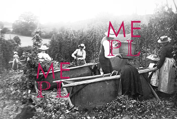  : Hop Picking Kent Victorian period