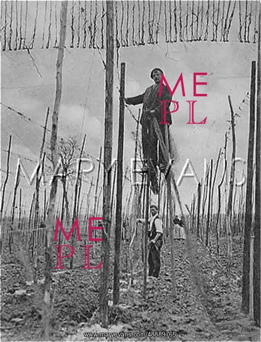  : HOP STRINGING 1908