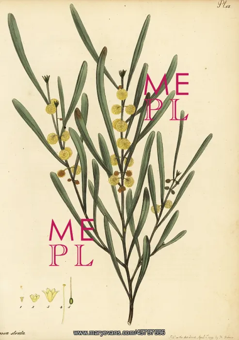 : Hop wattle, Acacia stricta : Hop wattle, Acacia stricta