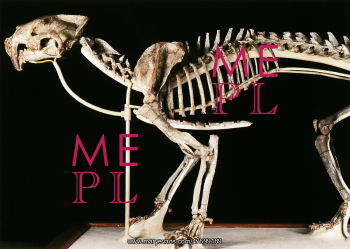 : Hoplophoneus primaevus : Hoplophoneus primaevus