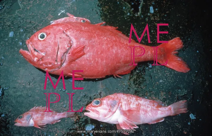 : Hoplostethus atlanticus, orange roughy : Hoplostethus atlanticus, orange roughy