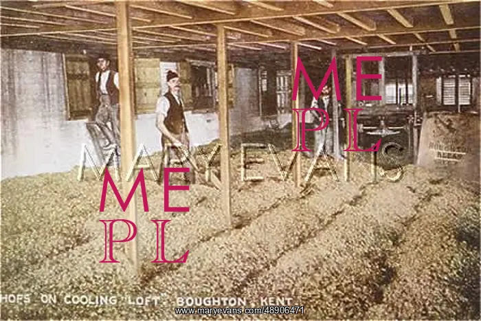  : HOPS IN COOLING LOFT