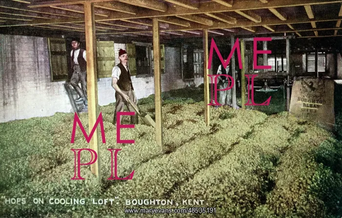 : Hops in Cooling Loft, Boughton-under-Blean, Kent : Hops in Cooling Loft, Boughton-under-Blean, Kent