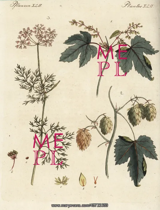 : Hops and coriander : Hops and coriander