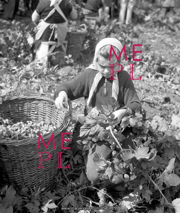 : Hops harvest : Hops harvest