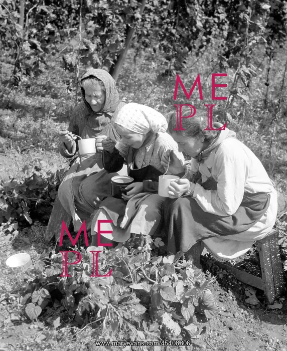 : Hops harvest : Hops harvest