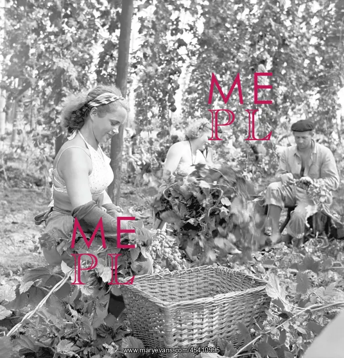 : Hops harvest : Hops harvest