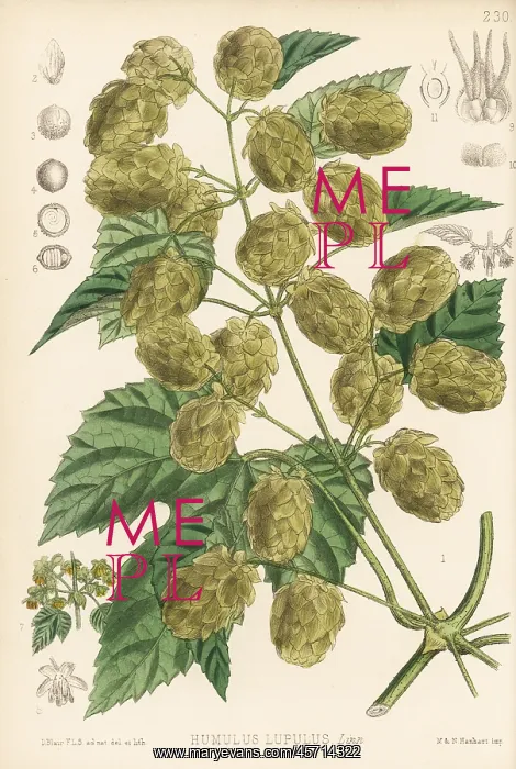 : Hops, Humulus lupulus : Hops, Humulus lupulus
