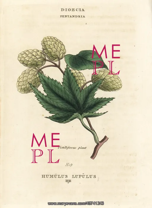 : Hops, Humulus lupulus : Hops, Humulus lupulus