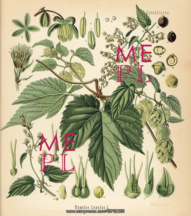: Hops, Humulus lupulus : Hops, Humulus lupulus