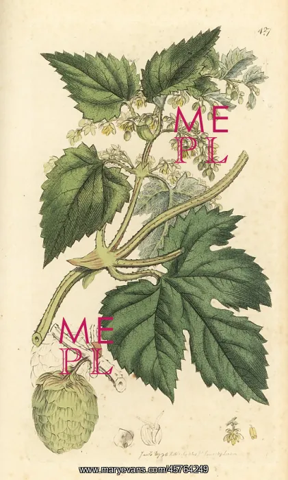 : Hops, Humulus lupulus : Hops, Humulus lupulus