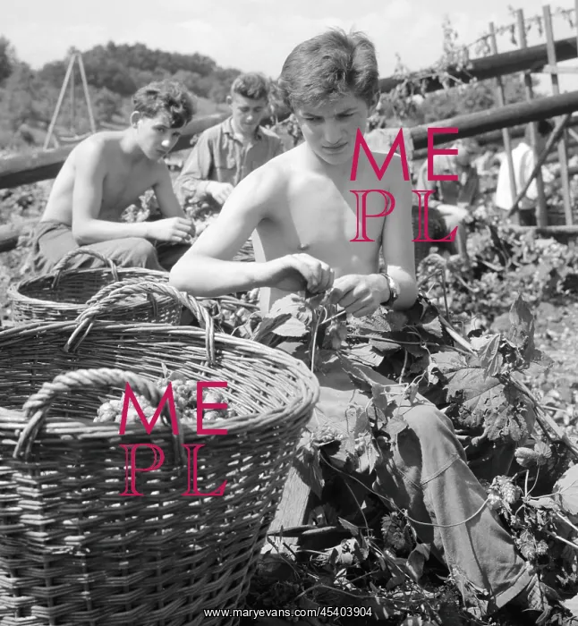 : Hops picking - harvest - beer ingredience : Hops picking - harvest - beer ingredience
