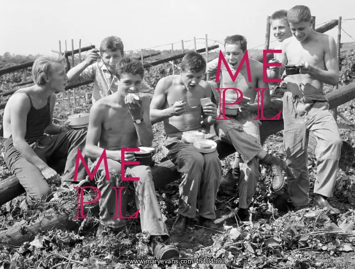 : Hops picking - harvest - beer ingredience - lunch break : Hops picking - harvest - beer ingredience - lunch break