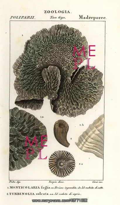 : Horn coral and extinct coral : Horn coral and extinct coral