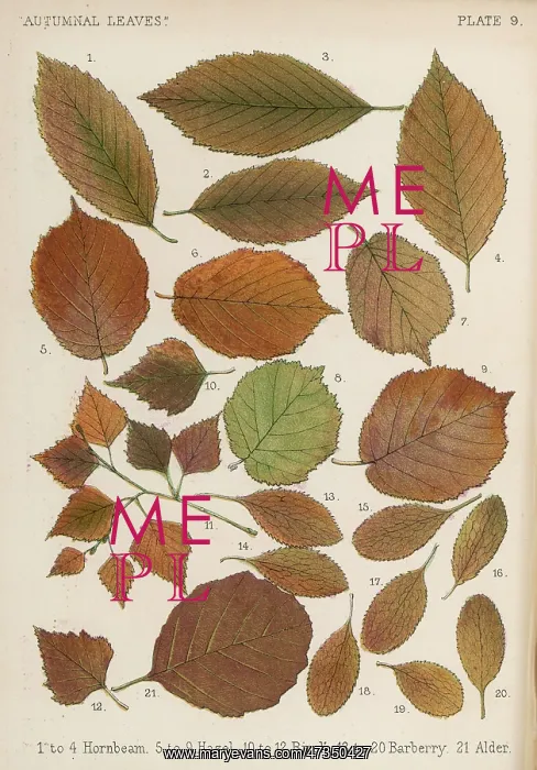 : HORNBEAM, HAZEL LEAVES : HORNBEAM, HAZEL LEAVES