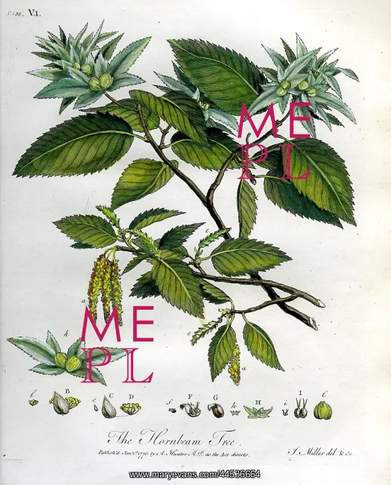  : Hornbeam Tree