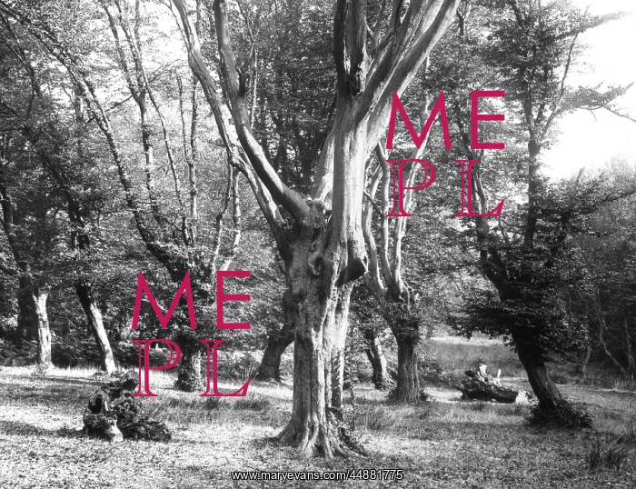 : HORNBEAM TREES : HORNBEAM TREES