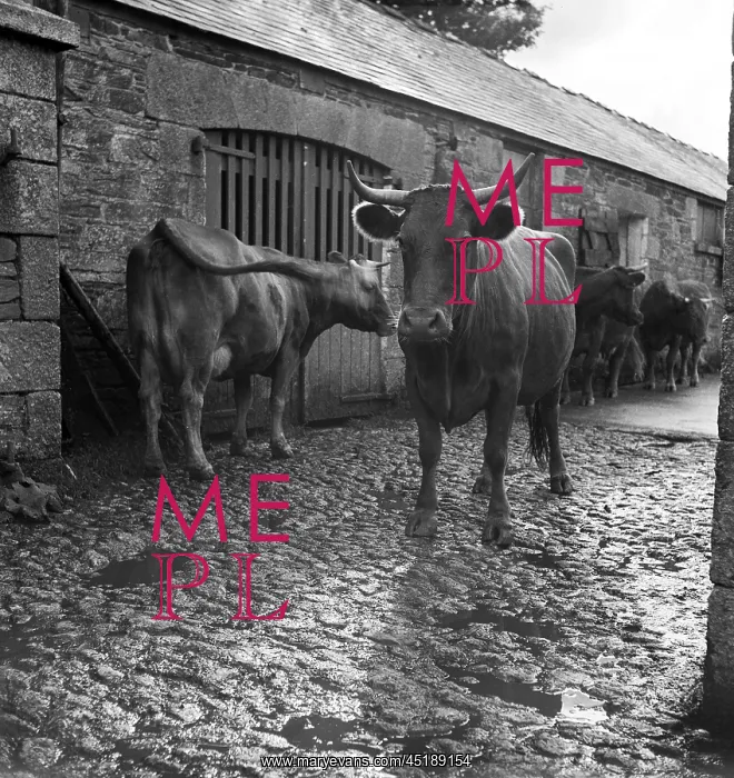 : Horned Cattle : Horned Cattle