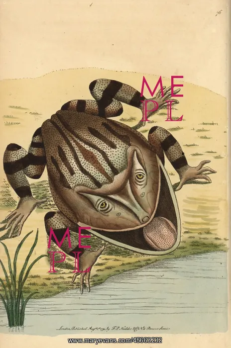 : Horned frog, Ceratophrys cornuta : Horned frog, Ceratophrys cornuta
