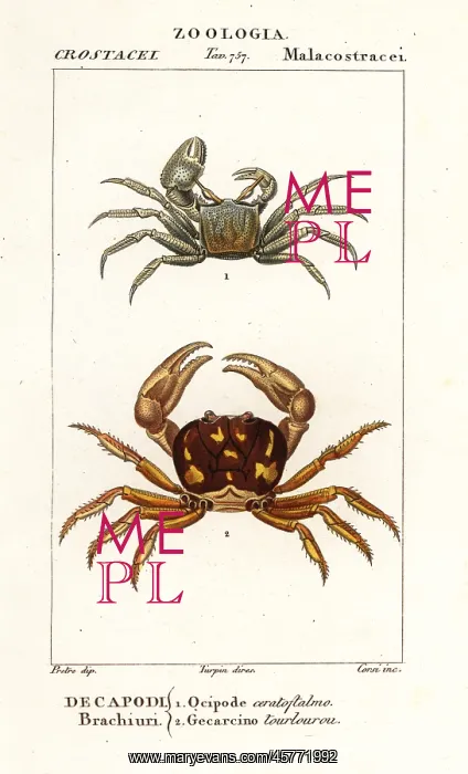 : Horned ghost crab and zombie crab : Horned ghost crab and zombie crab