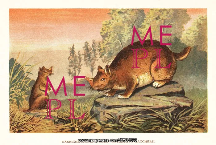 : Horned gopher, Ceratogaulus hatcheri : Horned gopher, Ceratogaulus hatcheri
