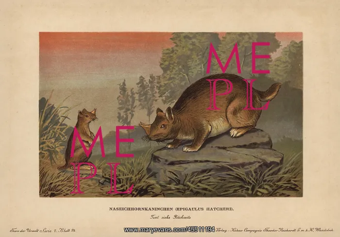  : Horned gopher, Ceratogaulus hatcheri, extinct