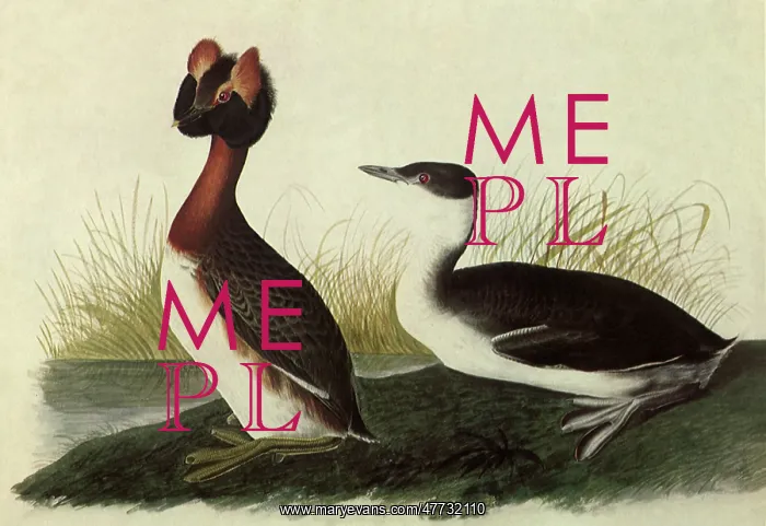  : Horned Grebe