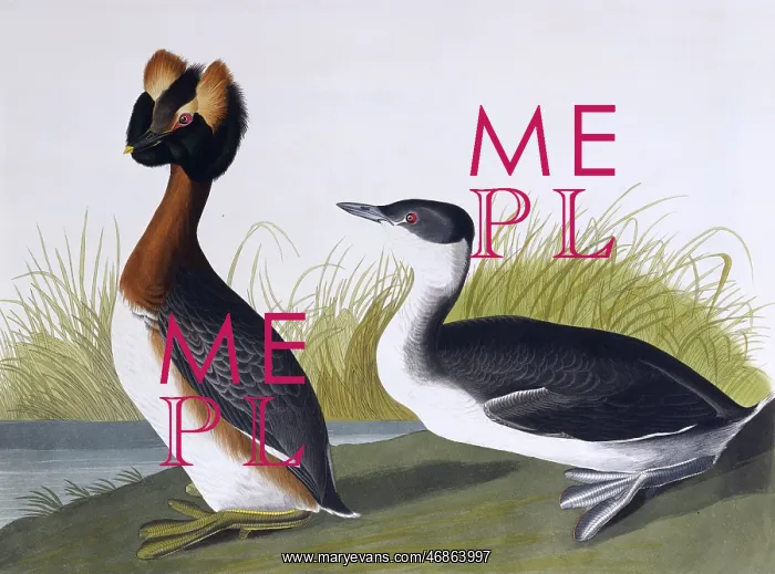 : Horned Grebe, by John James Audubon : Horned Grebe, by John James Audubon